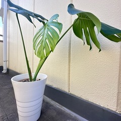 観葉植物 モンステラ 高級感のある陶器鉢
の画像