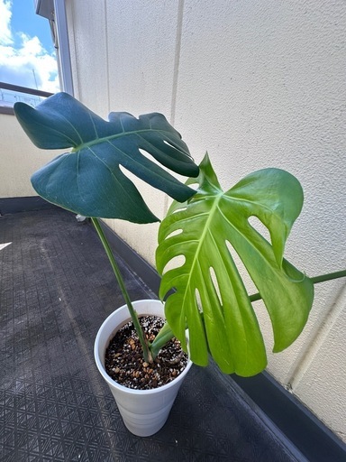 観葉植物 モンステラ 高級感のある陶器鉢 