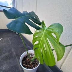 観葉植物 モンステラ 高級感のある陶器鉢
の画像
