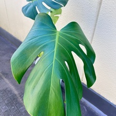観葉植物 モンステラ 高級感のある陶器鉢
の画像