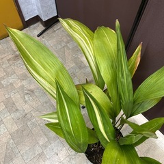 ハラン斑入り 7号鉢の画像