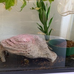 ビオトープセット　メダカ・ヒメタニシ・飼育容器セットの画像