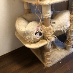 ネコちゃんの画像