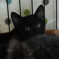 9/14(日)譲渡会⭐️生意気黒猫子猫マック♂