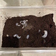 カブトムシの幼虫　たくさんいます　0-3令幼虫の画像