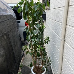 観葉植物　フランスゴム10号の画像