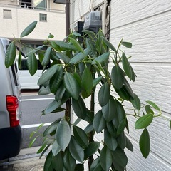 観葉植物　フランスゴム10号の画像