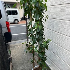 観葉植物　フランスゴム10号の画像