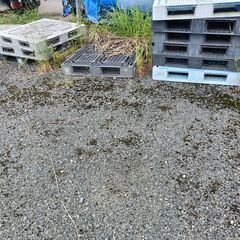 無料　プラスチックパレット　複数枚可の画像