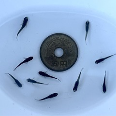 サタンメダカ 稚魚10匹 ※2025年生まれの画像