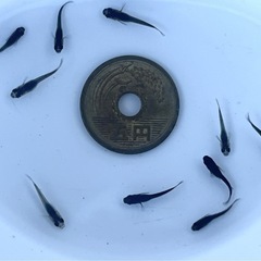 サタンメダカ 稚魚10匹 ※2025年生まれの画像