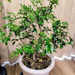 決まりました！　　美しい観葉植物4点&大・中鉢セット♫の画像