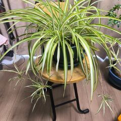 決まりました！　　美しい観葉植物4点&大・中鉢セット♫の画像