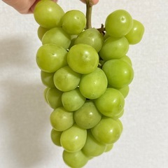 【訳あり品】シャインマスカット3房セット の画像