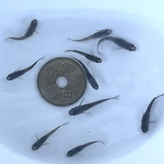 サタンメダカ 黄ヒレ含む 幼魚10匹  (体色薄めな為お安くなってます) ※2025年生まれの画像
