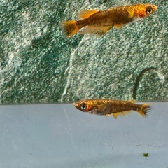 めだか　クラミツハ洸　女雛ver 若魚ペア
の画像