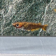 めだか　クラミツハ洸　女雛ver 若魚ペア
の画像