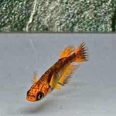 めだか　クラミツハ洸　女雛ver 若魚ペア
の画像