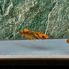 めだか　クラミツハ洸　女雛ver 若魚ペア
の画像