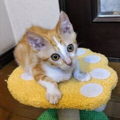 ★譲渡会あります★　幼いお顔の茶白君
