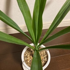 ユッカ 青年の木の画像