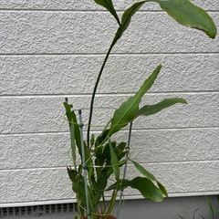孔雀サボテン🌵の画像