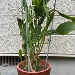 孔雀サボテン🌵の画像