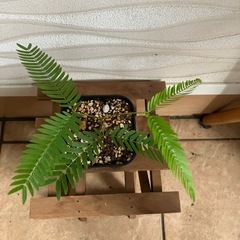 【観葉植物】エバーフレッシュの画像