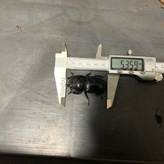 スマトラオオヒラタ♀単品（未使用）の画像