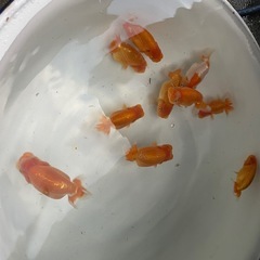 🐟当歳ランチュウ🐟の画像