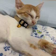 【里親募集中】