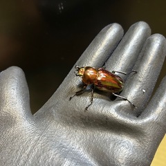 ニジイロ♀単品　④の画像