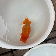 🐟当歳ランチュウ🐟の画像