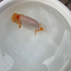 🐟当歳ランチュウ🐟の画像