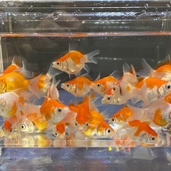 金魚　玉サバ　3〜4センチ　30匹セットの画像