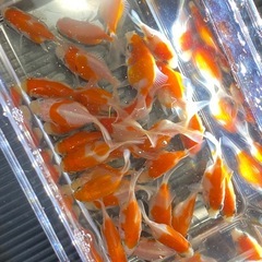 金魚　玉サバ　3〜4センチ　30匹セットの画像