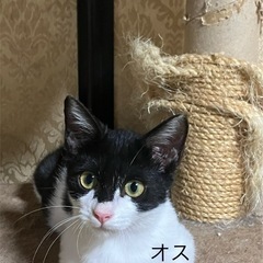 白黒ハチワレ男の子