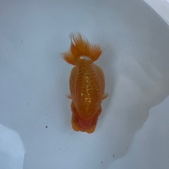 🐟当歳ランチュウ🐟の画像
