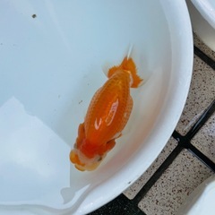🐟当歳ランチュウ🐟の画像
