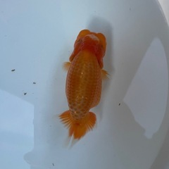 🐟当歳ランチュウ🐟の画像