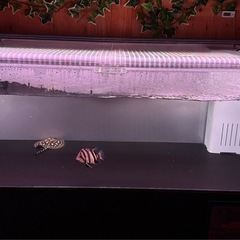 1200水槽セット　オーバーフローの画像