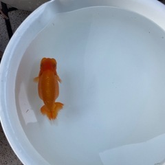 🐟当歳ランチュウ🐟の画像