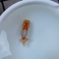 🐟当歳ランチュウ🐟の画像
