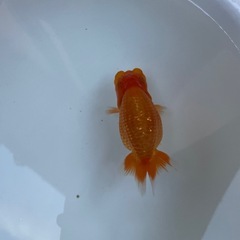 🐟当歳ランチュウ🐟の画像