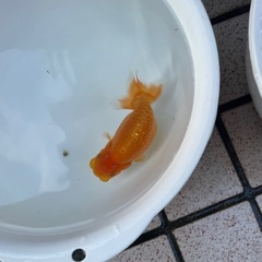 🐟当歳ランチュウ🐟の画像