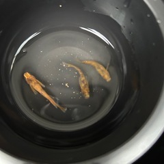 メダカの画像
