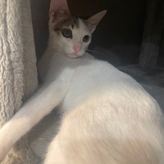 4ヶ月男の子♂白三毛