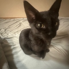 子猫