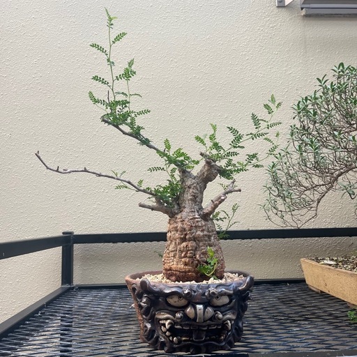 オペクルカリア　パキプス　現地球