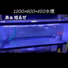 早い者勝ち　本日限定価格30,000円　の画像